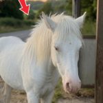 147-horse-Cover