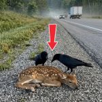 148-deer-crow-Cover