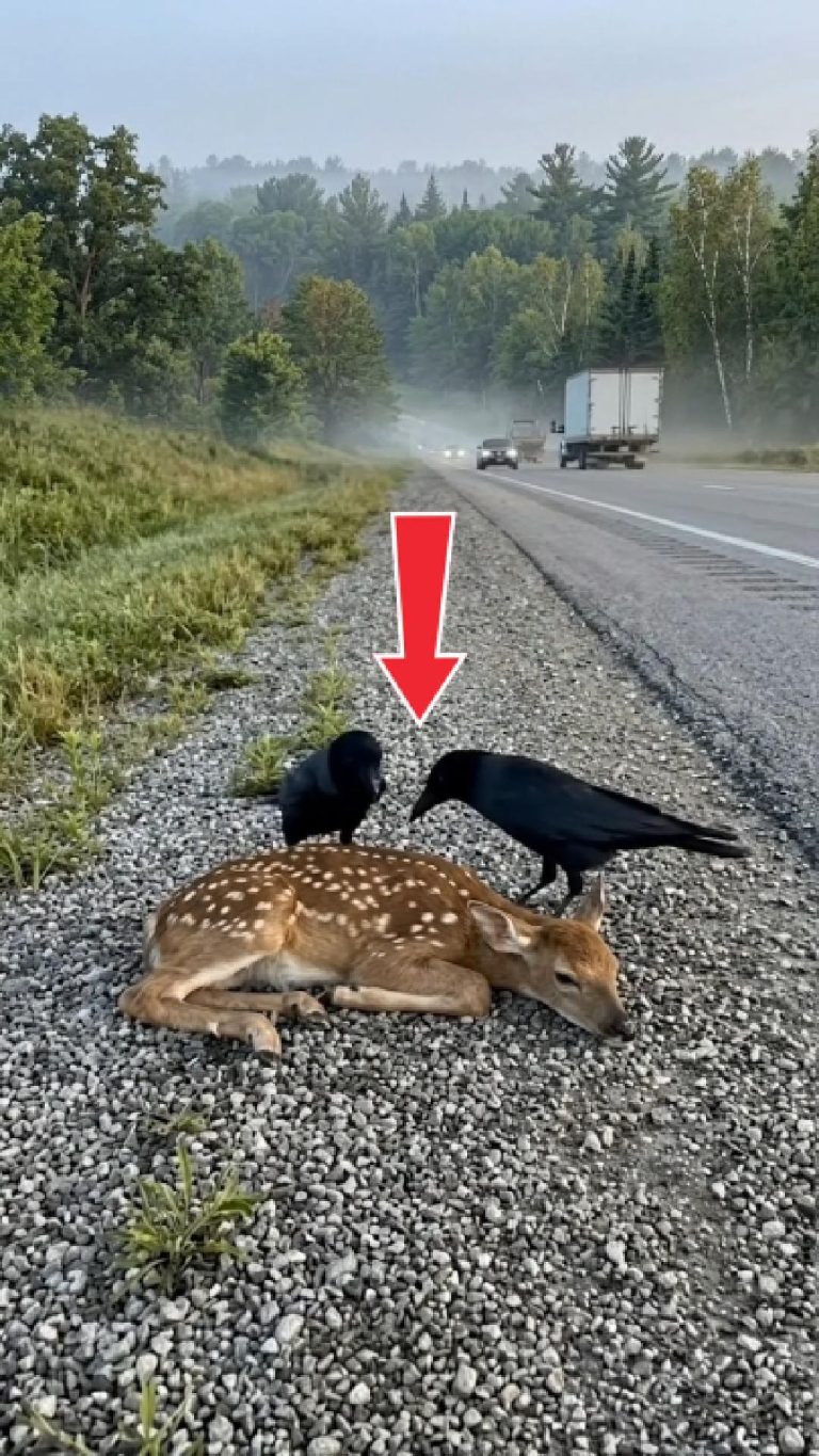 148-deer-crow-Cover