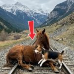 149-horse-dog-Cover