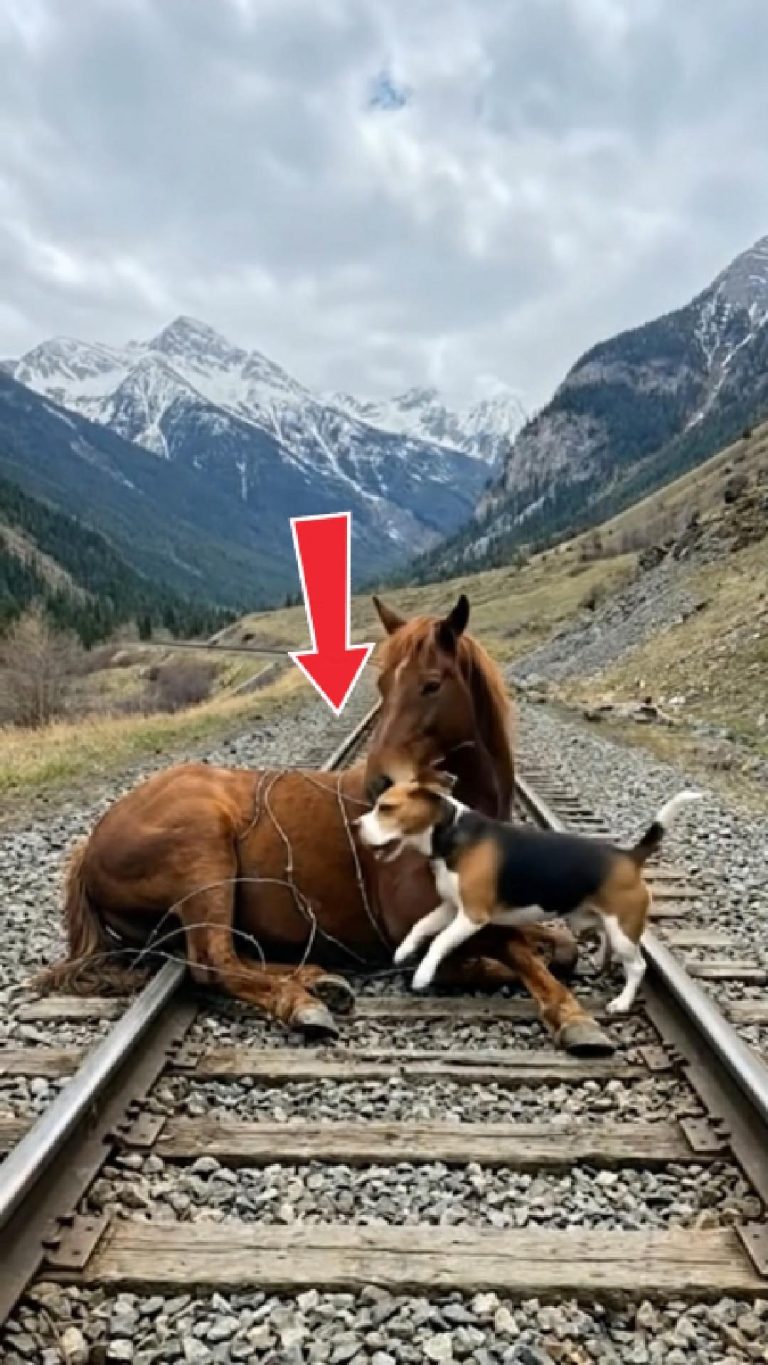 149-horse-dog-Cover
