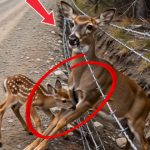 15-deer-stucked-Cover