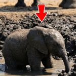151-elephant-rescue-Cover
