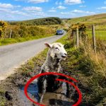 151-sheep-FB-Cover