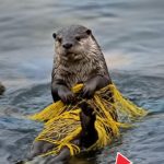 152-otter-Cover