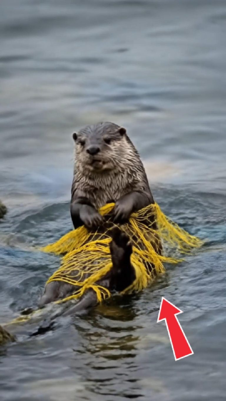 152-otter-Cover