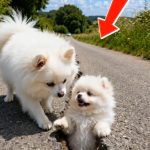152-puppy-stuck-Cover