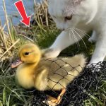 153-bird-rescue-Cover