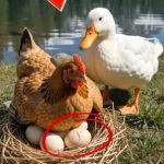 156-chicken-goose-Cover