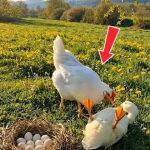 157-chicken-bird-Cover