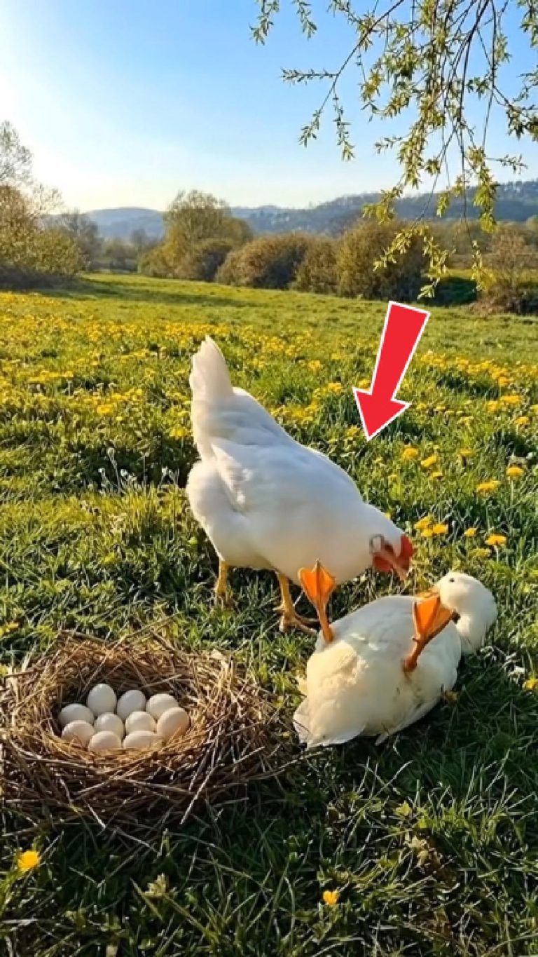 157-chicken-bird-Cover