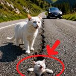 159-cat-Cover