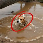 159-dog-rescue-Cover