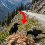 160-deer-crow-Cover