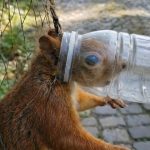 161-squirrel-Cover