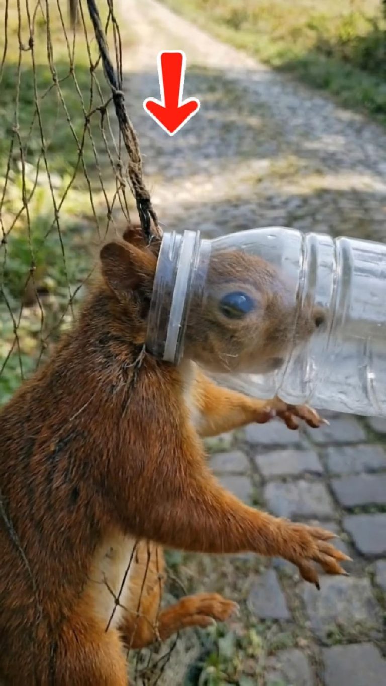 161-squirrel-Cover