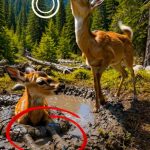 165-deer-Cover