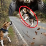 165-dog-eage-Cover