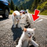 166-cat-Cover