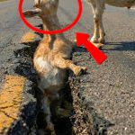 167-goat-stucked-Cover