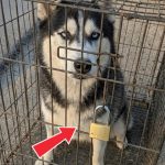 169-dog-cage-Cover