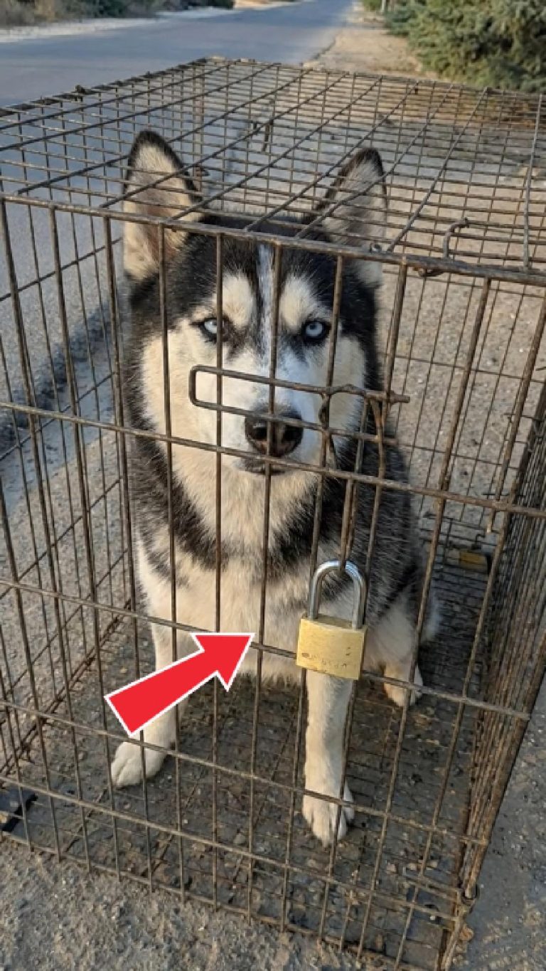 169-dog-cage-Cover