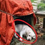 170-dog-homeless-Cover
