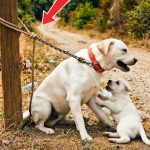 171-dog-tied-Cover