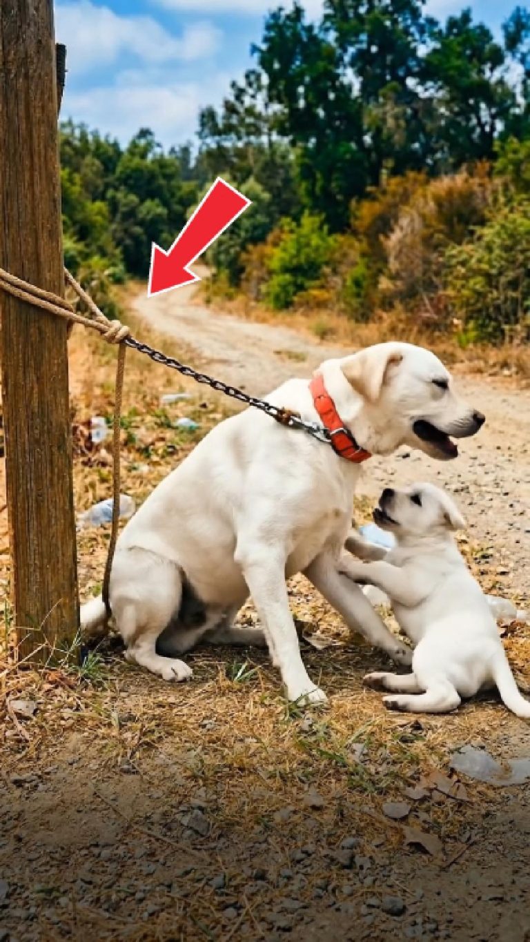 171-dog-tied-Cover