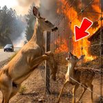 172-deer-fire-STORY-Cover