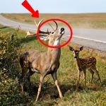 172-deer-stucked-Cover