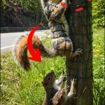 175-squirrel-Cover
