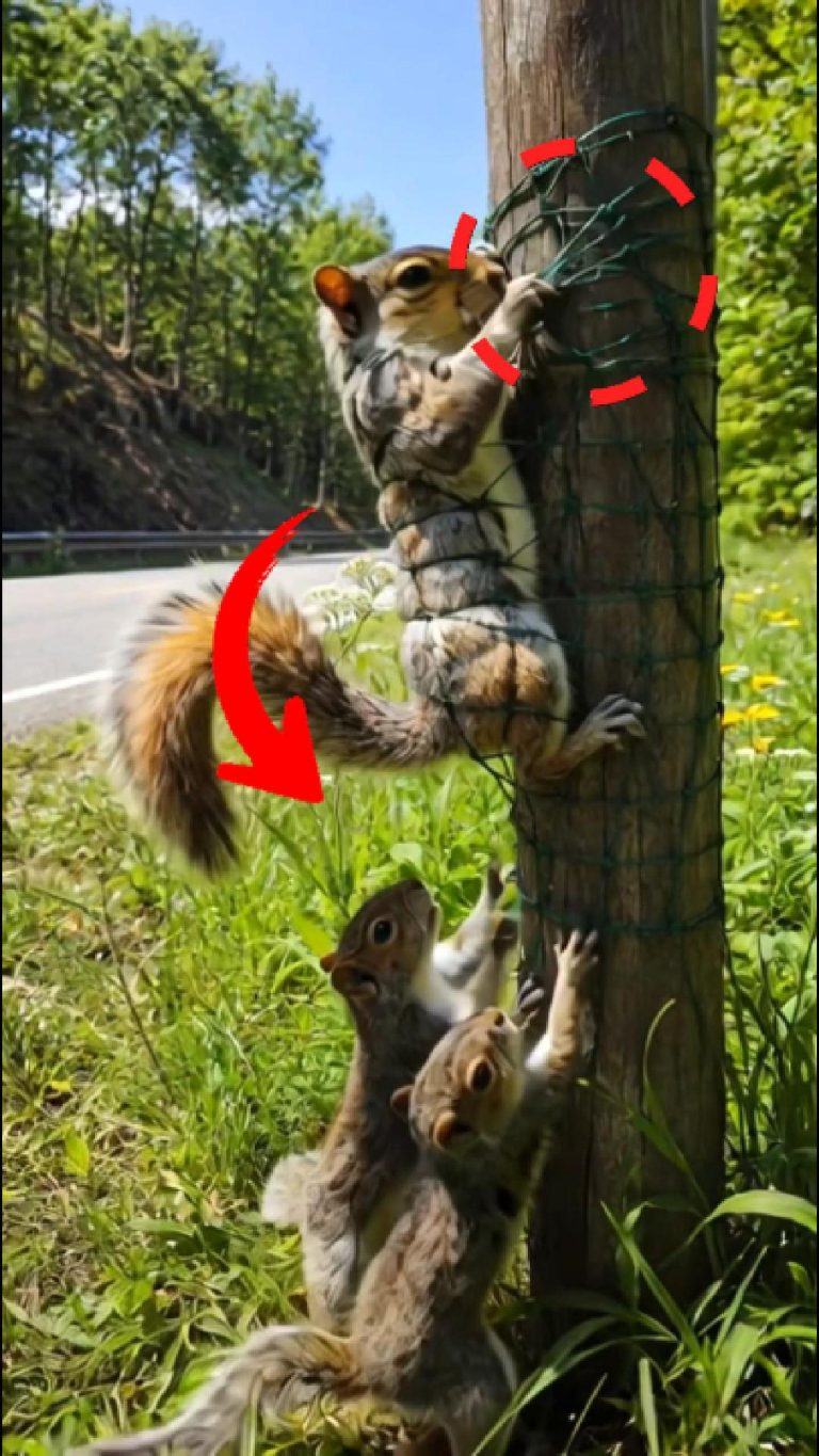 175-squirrel-Cover