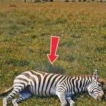 175-zebra-monkey-Cover