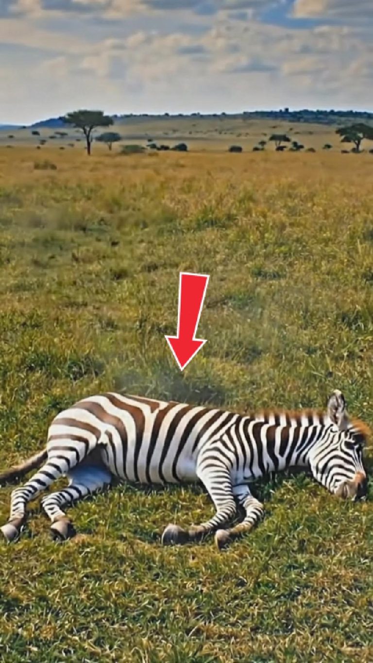 175-zebra-monkey-Cover