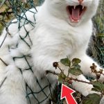 176-cat-stucked-Cover