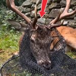 177-deer-stucked-Cover