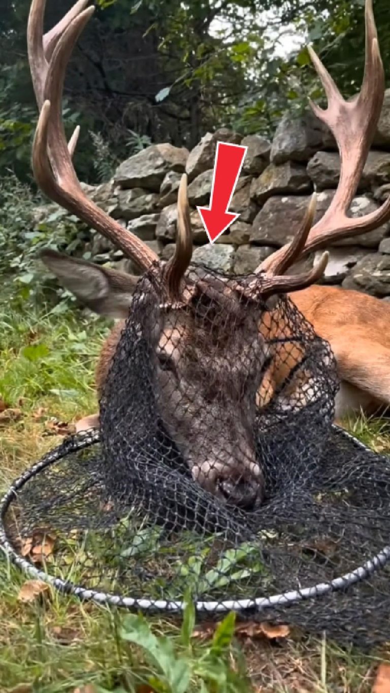 177-deer-stucked-Cover