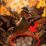 178-goose-Cover