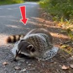 178-raccoon-Cover