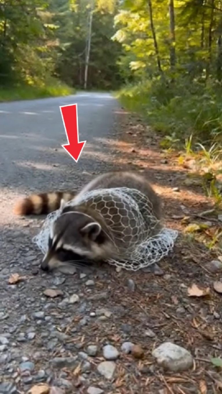 178-raccoon-Cover