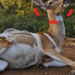 179-deer-tied-Cover