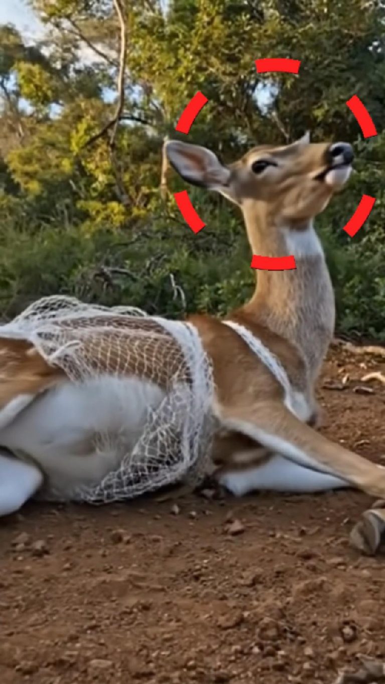 179-deer-tied-Cover
