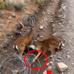 18-deer-Cover
