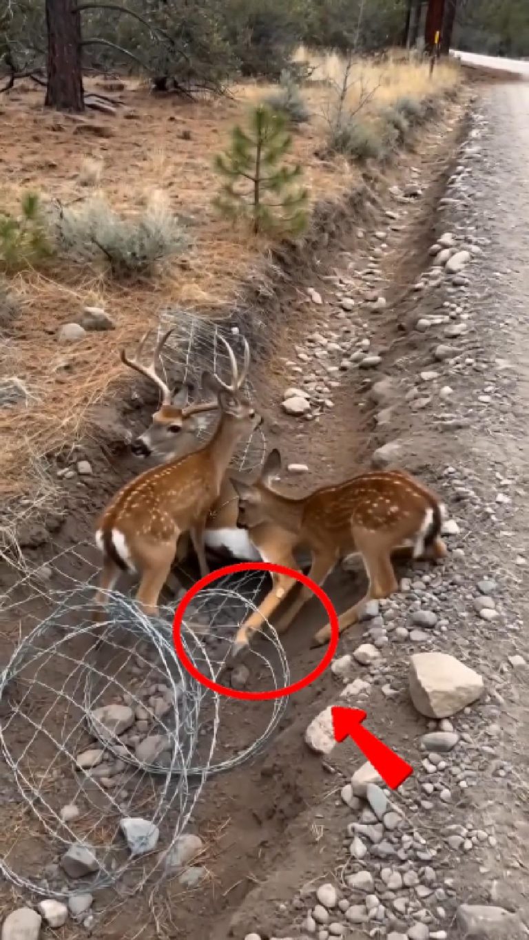 18-deer-Cover