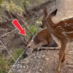 180-deer-stucked-Cover