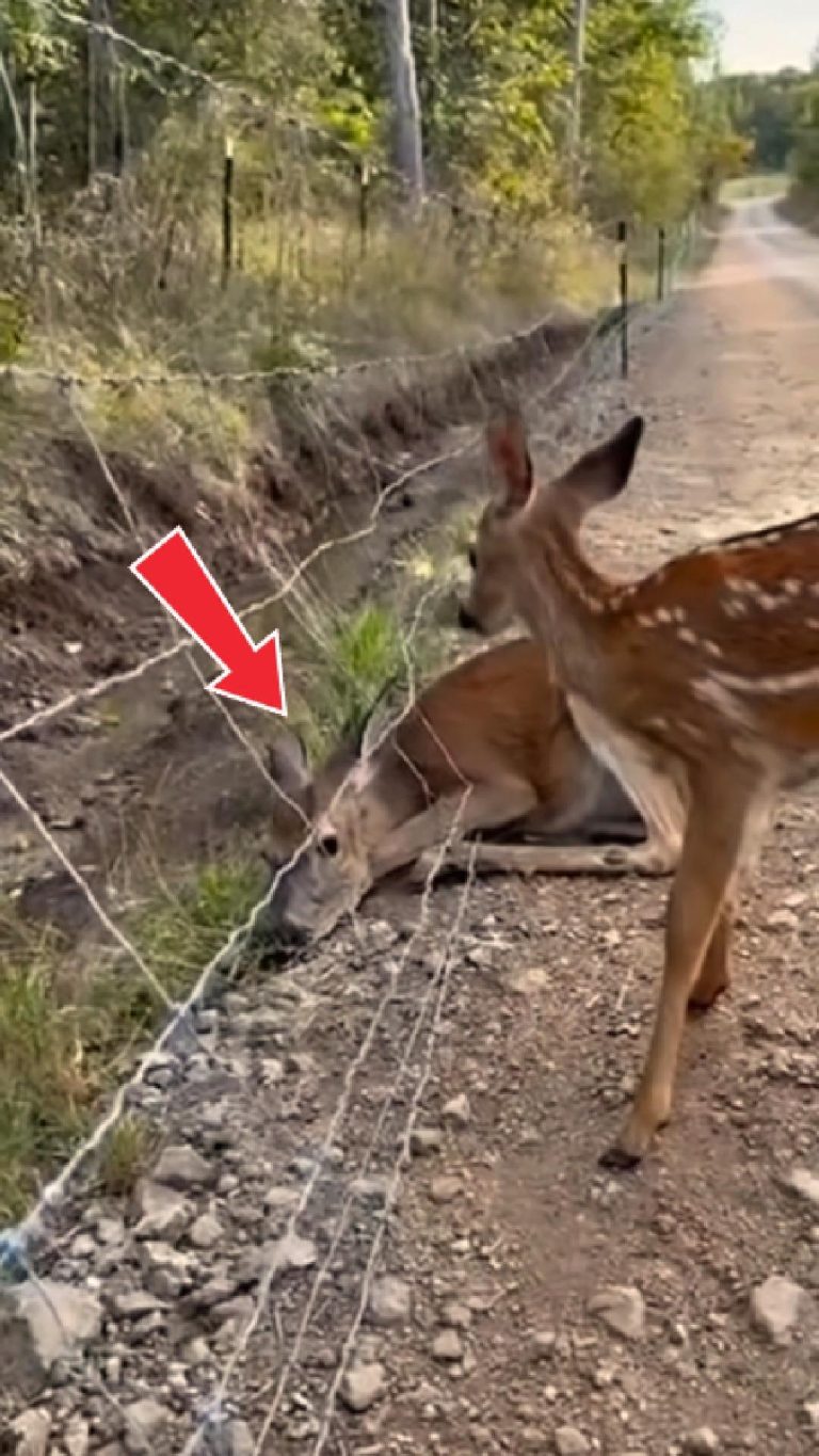 180-deer-stucked-Cover