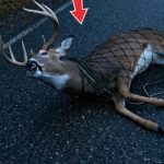 181-deer-tied-FB-Cover