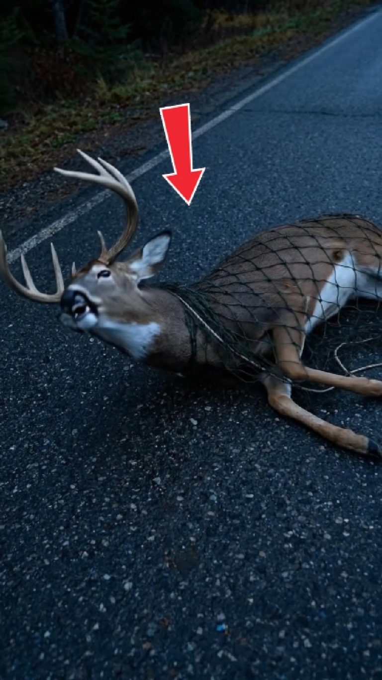 181-deer-tied-FB-Cover