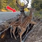 182-deer-children-Cover